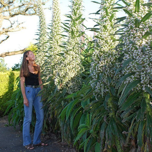 Echium pininana 'Snow Tower'