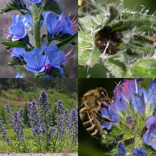 Echium vulgare