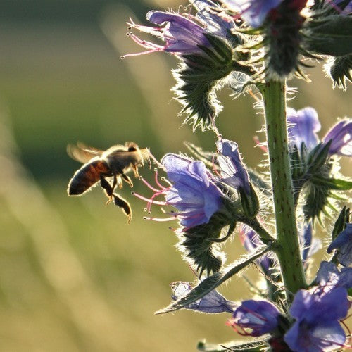 Echium vulgare