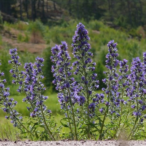 Echium vulgare