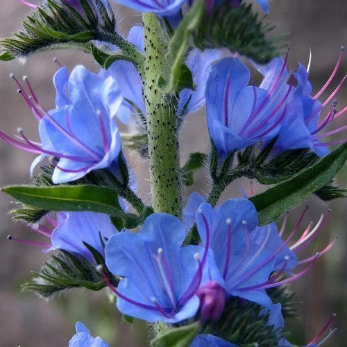 Echium vulgare