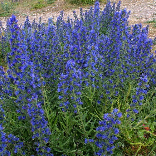 Echium vulgare