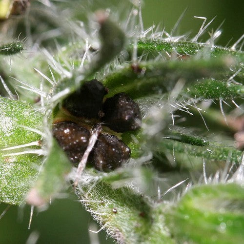 Echium vulgare
