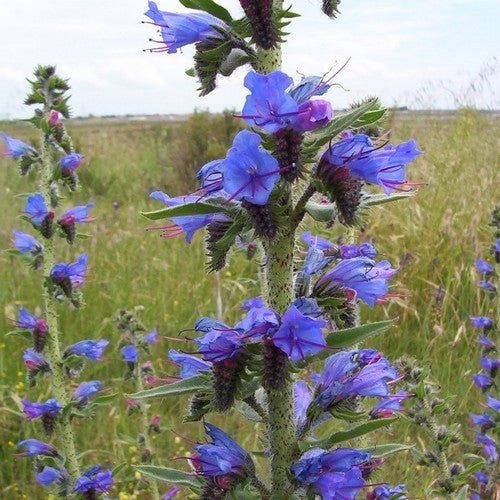 Echium vulgare