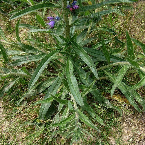 Echium vulgare