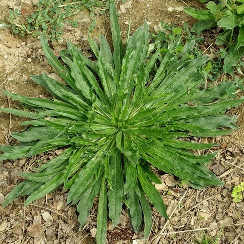 Echium vulgare