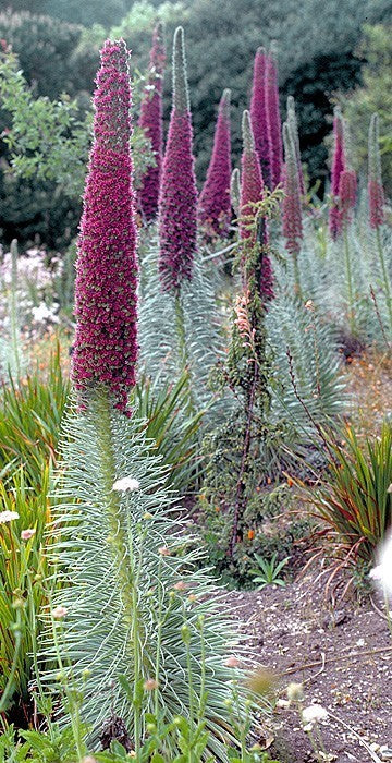 Echium wildpretii