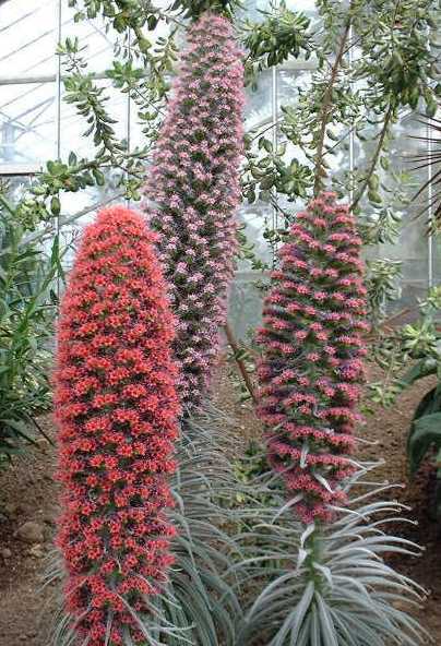 Echium wildpretii