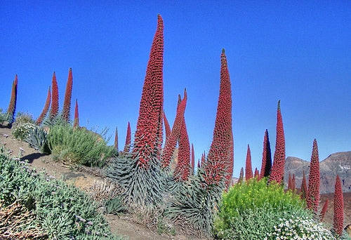 Echium wildpretii