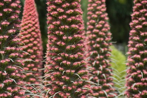 Echium wildpretii