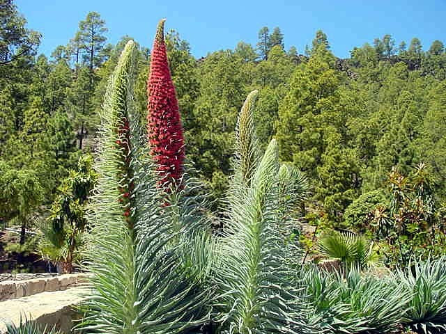 Echium wildpretii