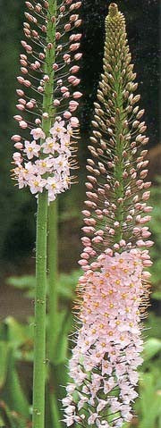 Eremurus robustus