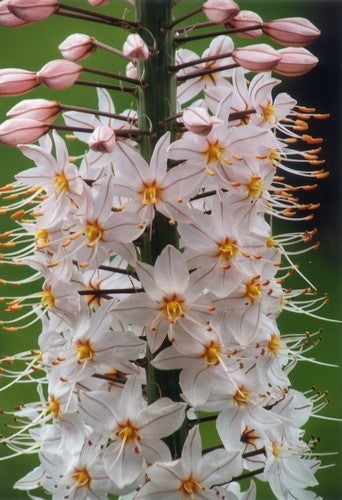 Eremurus robustus