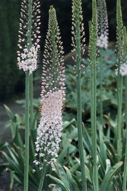Eremurus robustus