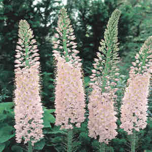Eremurus robustus