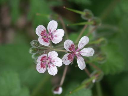 Erodium pelargoniflorum