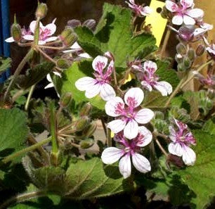 Erodium pelargoniflorum