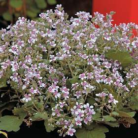 Erodium pelargoniflorum