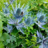 Eryngium alpinum 'Superbum' / 'Blue Star' - ± 80 seeds (0.5 g)