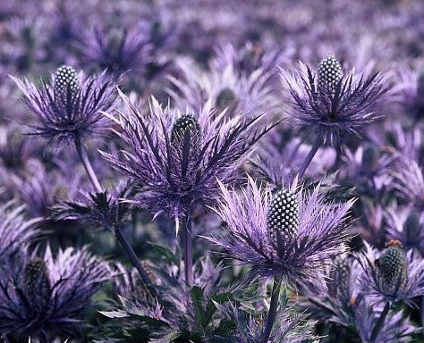Eryngium alpinum 'Superbum' / 'Blue Star'