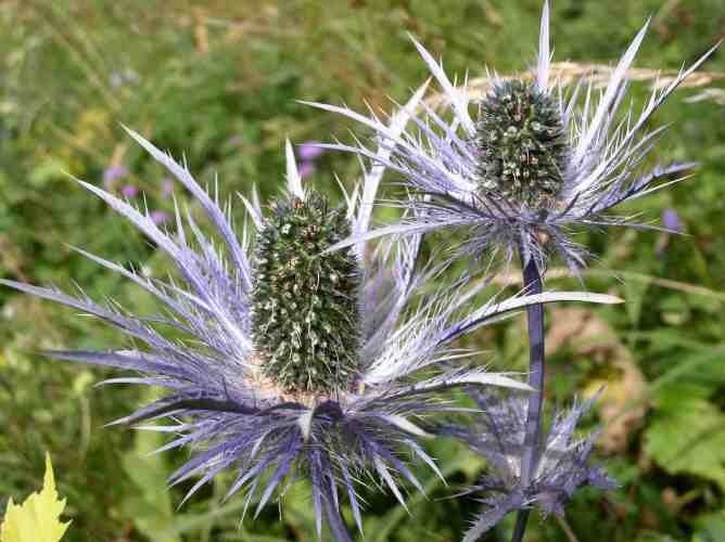 Eryngium alpinum 'Superbum' / 'Blue Star'
