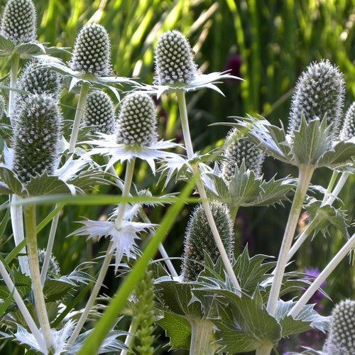 Eryngium giganteum 'Miss Wilmott'S Ghost' / 'Silver Ghost''