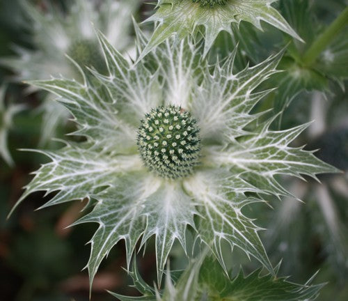 Eryngium giganteum 'Miss Wilmott'S Ghost' / 'Silver Ghost''