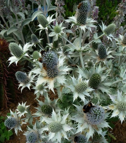 Eryngium giganteum 'Miss Wilmott'S Ghost' / 'Silver Ghost''