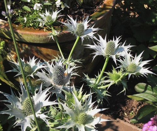 Eryngium giganteum 'Miss Wilmott'S Ghost' / 'Silver Ghost''