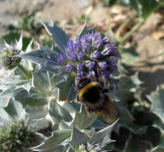 Eryngium maritimum