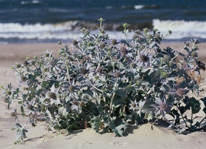 Eryngium maritimum