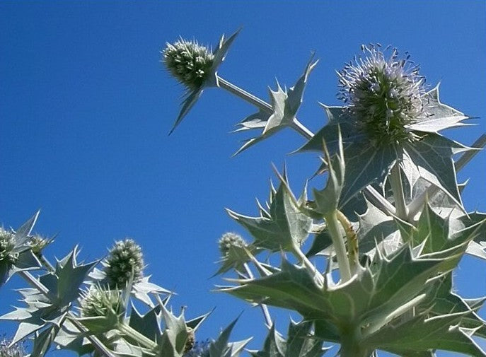 Eryngium maritimum