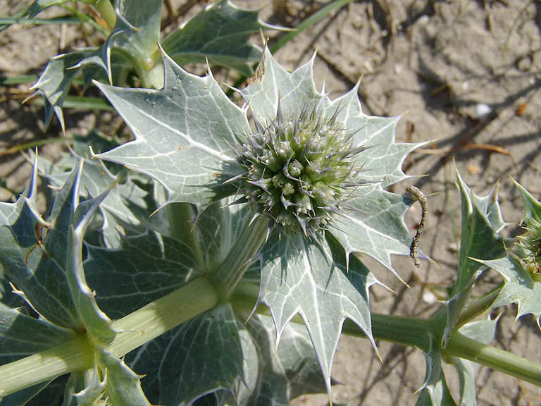 Eryngium maritimum