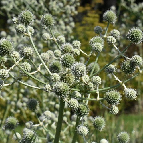 Eryngium paniculatum
