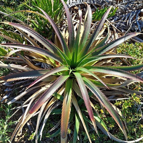 Eryngium paniculatum