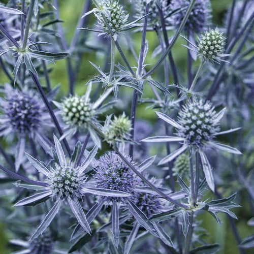 Eryngium planum