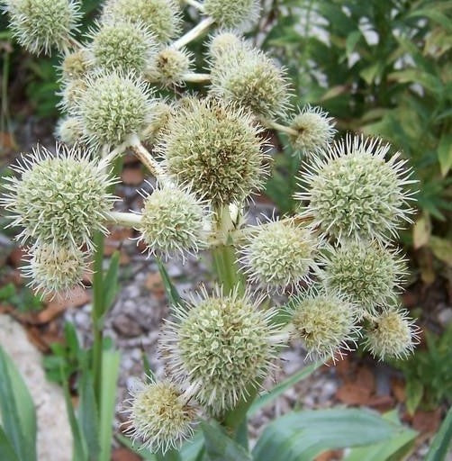 Eryngium yuccifolium