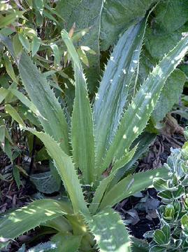 Eryngium yuccifolium