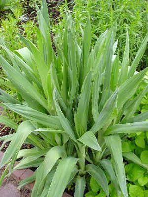 Eryngium yuccifolium