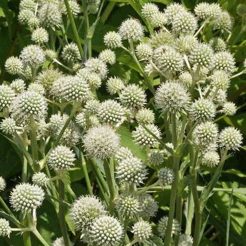 Eryngium yuccifolium