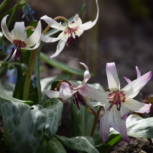 Erythronium hendersonii