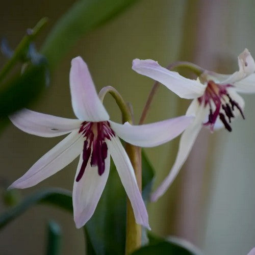Erythronium hendersonii