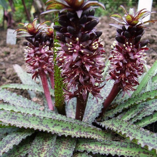 Eucomis vandermerwei