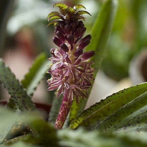 Eucomis vandermerwei
