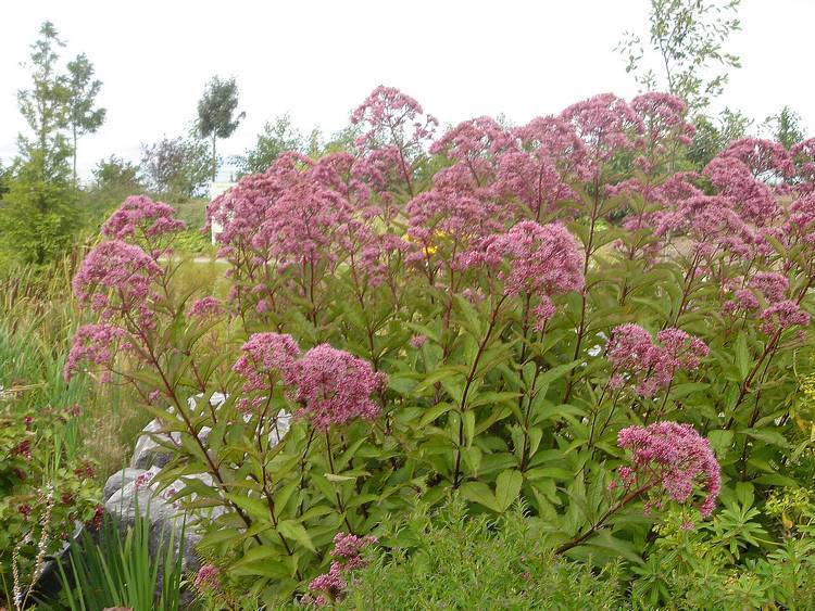 Eupatorium purpureum