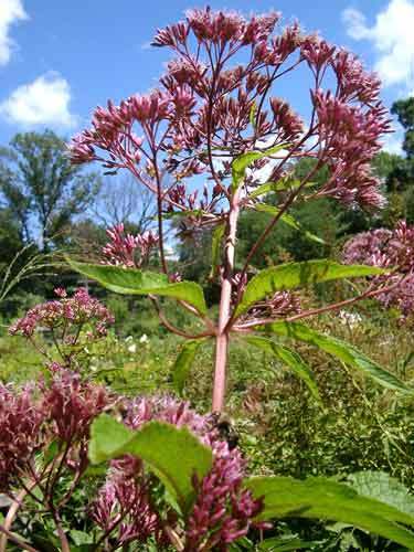 Eupatorium purpureum