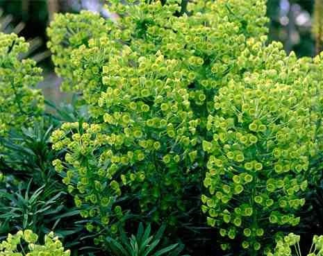 Euphorbia characias