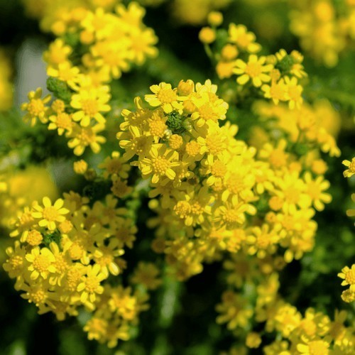 Honeybush