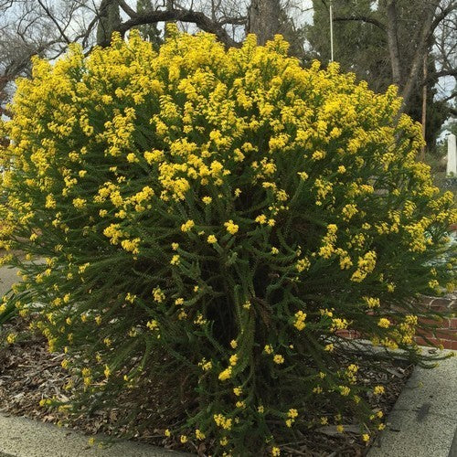 Honeybush