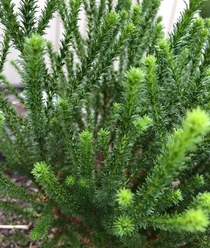 Honeybush